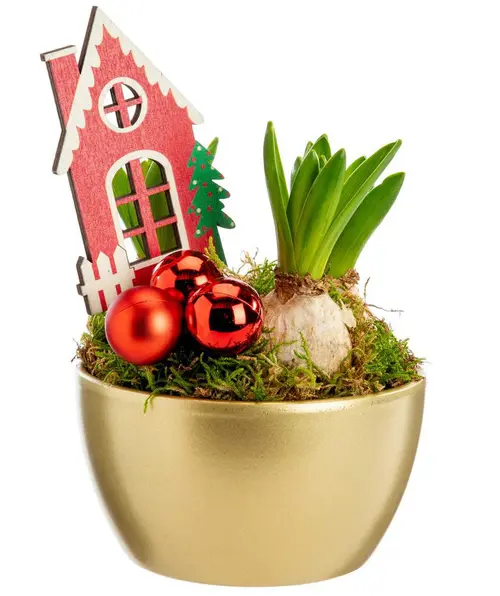 Le choix pour le jardin:Jacinthe x 3 coupe coloris or - Ø 13,5 cm