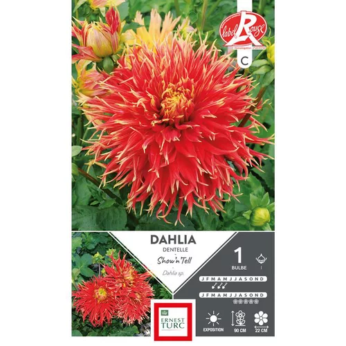 Spécial jardin:Dahlia cactus dentelle Show h' Tell rouge / jaune Ernest Turc - 1 bulbe