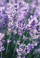 Une idée maline pour l’extérieur：Lavande Dutch Lavander. Le pot de 2 litres