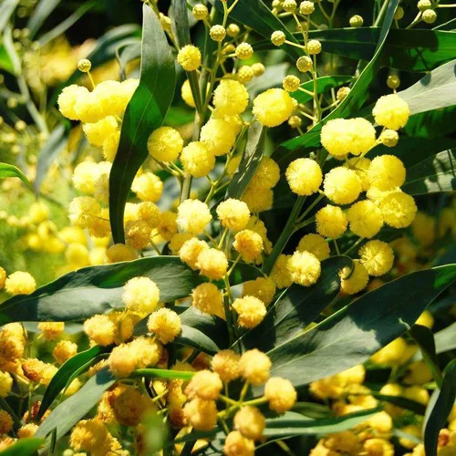 Jardin & pratique:Mimosa Palme d’or (Acacia Retinoides). Le pot de 4 litres