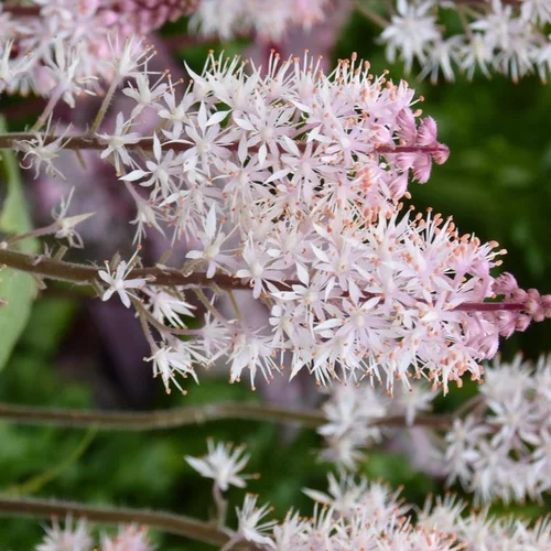 Extérieur confort:Tiarella - Le pot de 2 litres