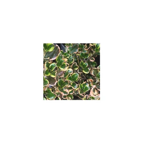 Côté végétal：Coprosma - Le pot de 1 litre