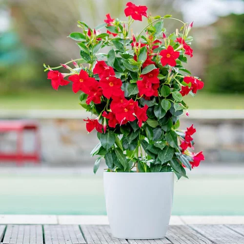 Jardin nature:Dipladénia Espalier Fushion California - Le pot de 4 litres