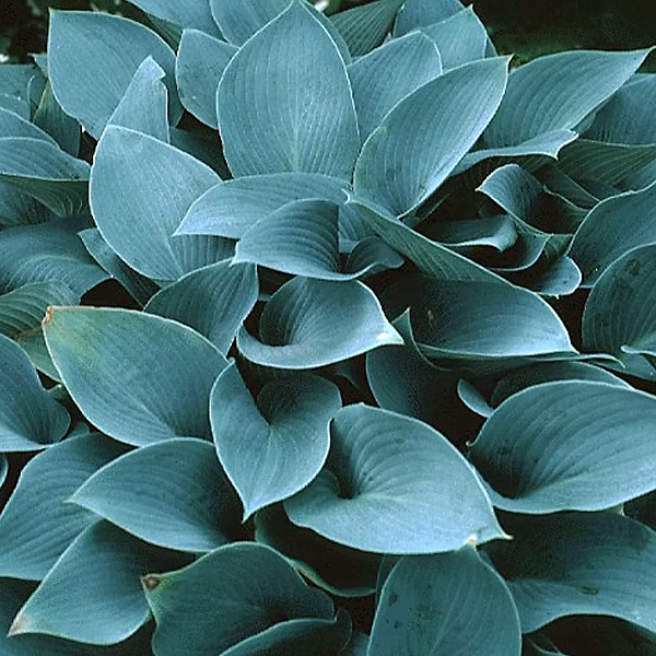 6 x Hosta 'Halcyon' – godet 9cm x 9cm