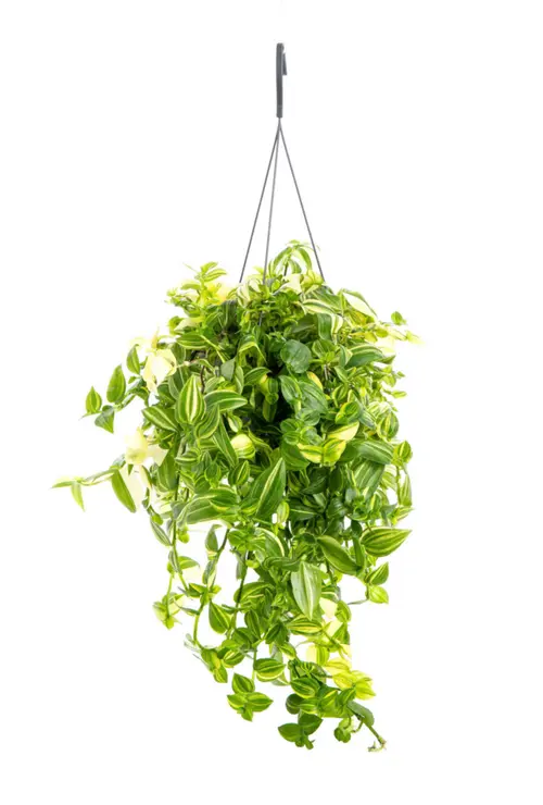 Pour un extérieur agréable:Tradescantia Yellow Hill jaune. La suspension Ø 14 cm