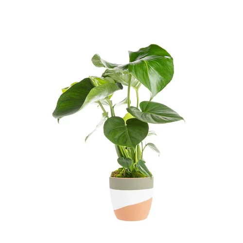 Extérieur facile：Monstera et son cache-pot en céramique. Le pot Ø 14 cm