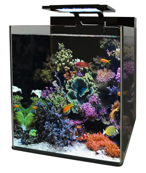 Pour les espaces verts：Aquarium reef 90 Blue Marine