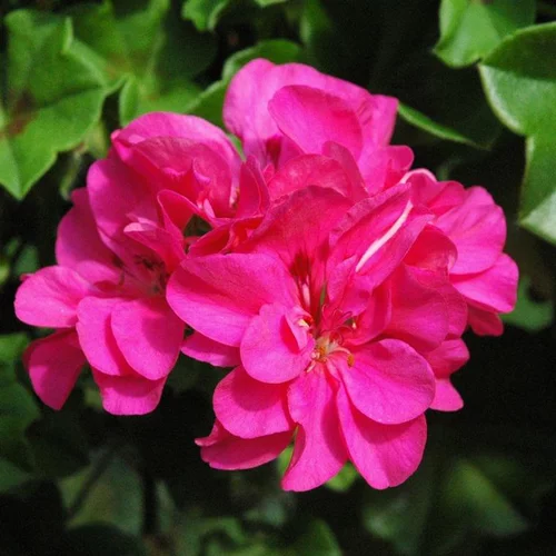 Extérieur fonctionnel:Geranium Lierre double Label rouge - Le pot de 3 litres
