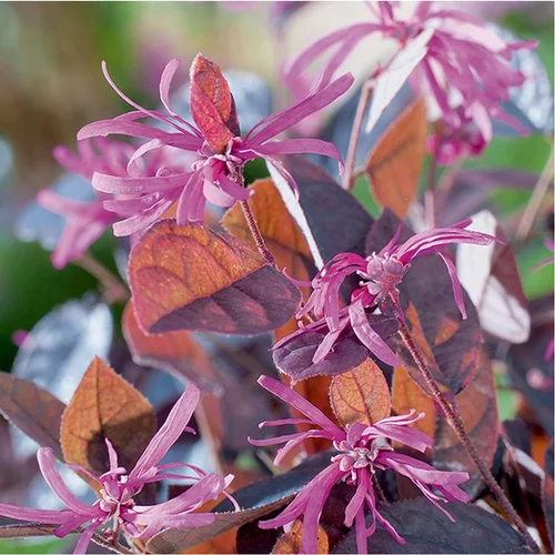 Idée jardin:Loropetalum chinensis fire dance en pot de 3 litres