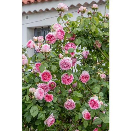 Pour vos extérieurs:Rosier Mini Pierre de Ronsard® Meibigboni – C5