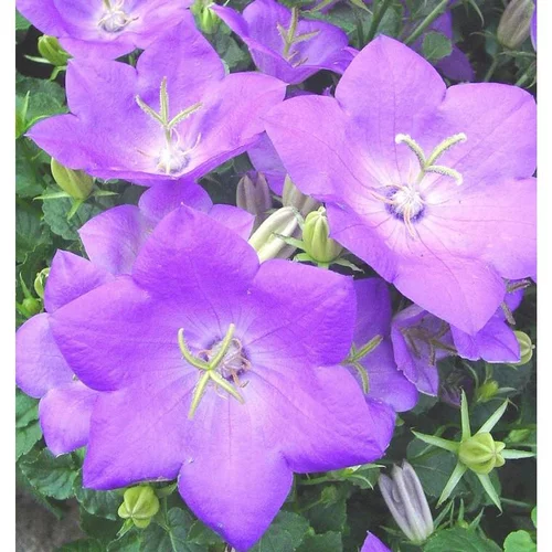 Essentiel au jardin：Campanule des Carpates - Le pot de 3 litres