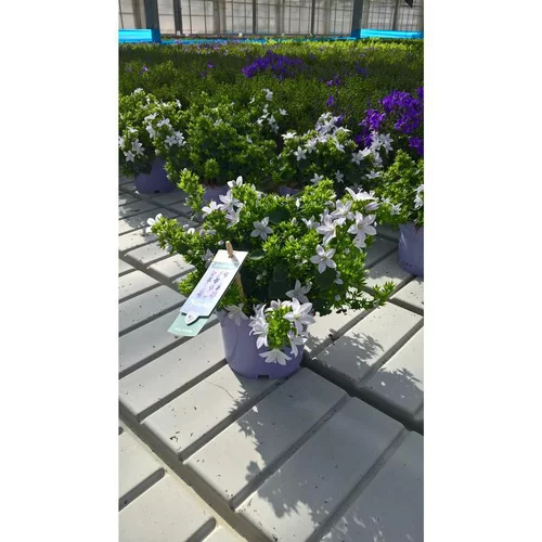 Extérieur essentiel：Campanules White Adansa® - Le pot de 1 litre