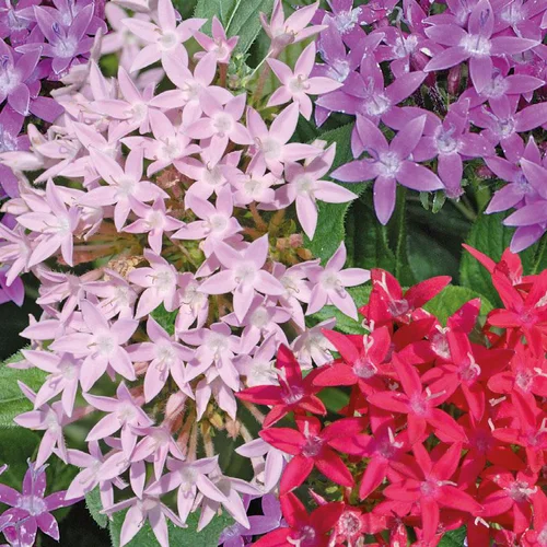 Style au jardin：Pentas - Le pot de 9x9 cm