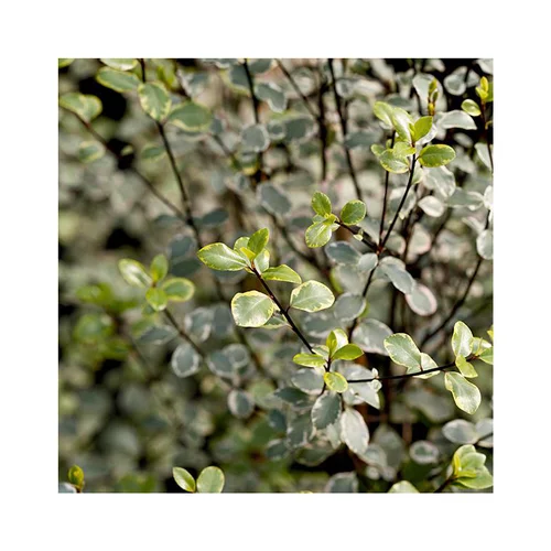 Jardin à aménager：Pittosporum tenuifolium victoria en pot de 3 litres