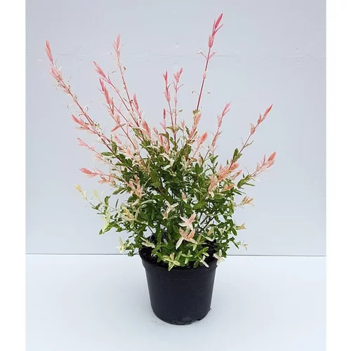 Univers extérieur：Saule Crevette - pot 5 L