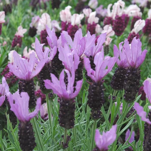 Pour donner du style à l’extérieur:Lavande Papillon ou Stoechas à fleurs violettes - Le pot de 2,5 litres