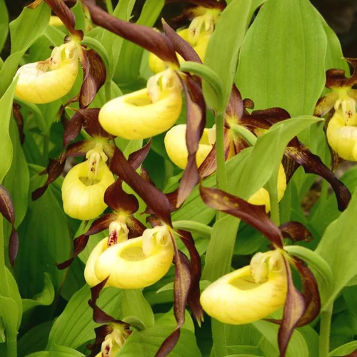 Accessoire pour le jardin：Sabot de Venus Vivace jaune - Le pot de 1 litre