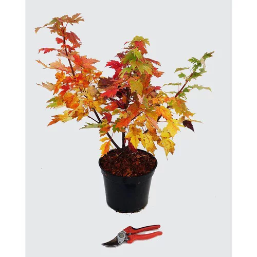 Pour vos aménagements extérieurs:Acer X Freemani Celebration Celzam (Erable de Freeman célébration) 60/80 en pot de 5 L orange