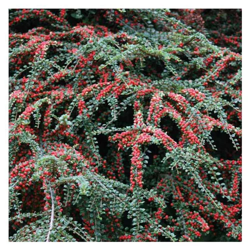 Une touche pratique au jardin:Cotoneaster à baies rouges – Pot de 3L