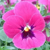 Jardin extérieur：Pensée à grandes fleurs - Le pot de 10,5 cm