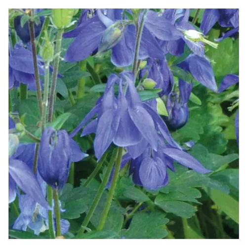 Choix au jardin：Ancolie naine bleue - Le pot de 9 x 9 cm