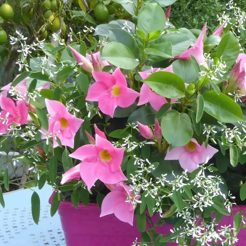 Pour votre espace vert：Dipladenia + Summer Snow - La jardinière