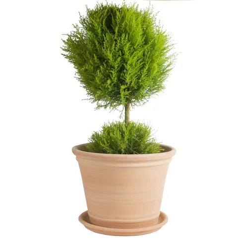 Pour embellir vos extérieurs:Pot Cocio Terraza en terre cuite claire D25x H25