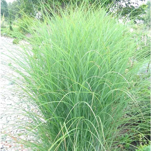 Pour mieux équiper votre jardin:Mélange de Graminées variées à la végétation multicolore - Le pot de 7 litres