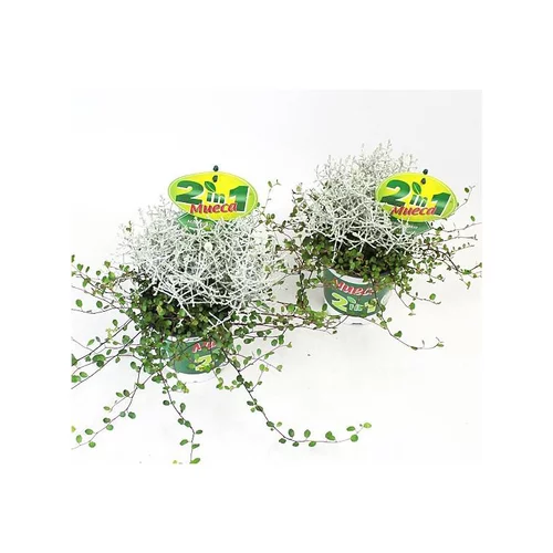 Pour donner du style à l’extérieur:Muehlenbeckia et Calocephalus - Le pot de 12 cm