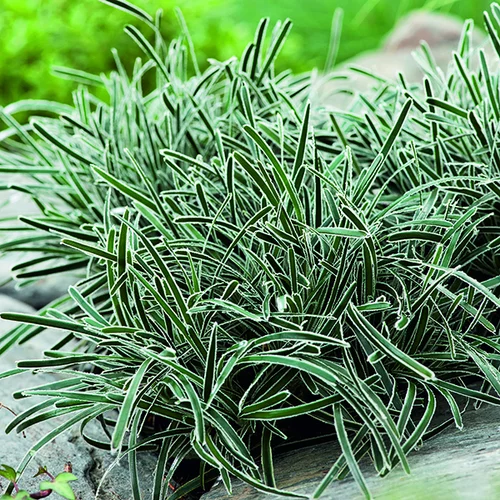 Jardin & extérieur:Ficinia Ice Crystal vert botanic®. Le pot de 2 litres