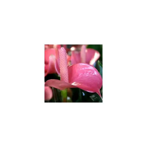 Accessoire pour le jardin：Anthurium royal champion - Ø 14 cm H 50 cm
