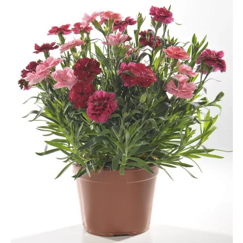Équipement pour le jardin：Oeillet Tenelken Tricolor - Le pot de 17 cm