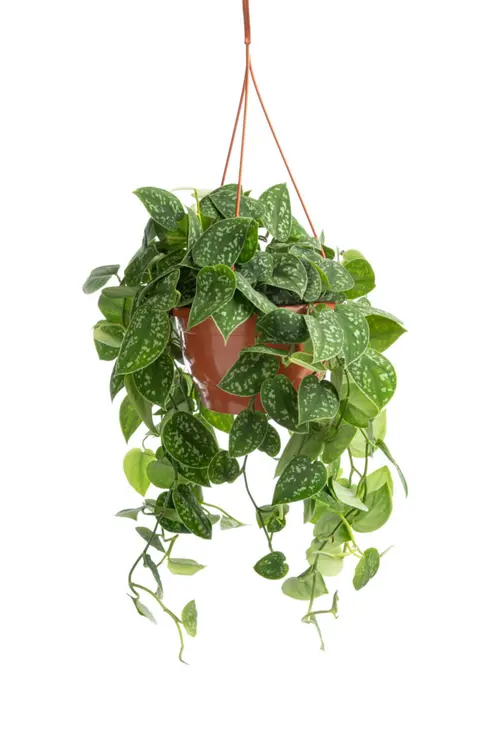 Une idée maline pour l’extérieur:Pothos Pictus argenté. La suspension Ø 17 cm