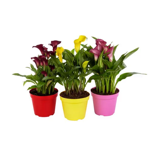 Pour améliorer votre jardin:Arum couleur. Le pot de 1 litre