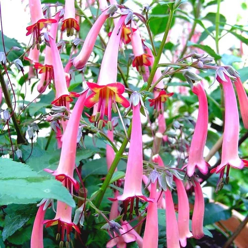 Le bon choix pour le jardin：Phygelius Capensis Orange (Orange) - Le pot de 4 litres
