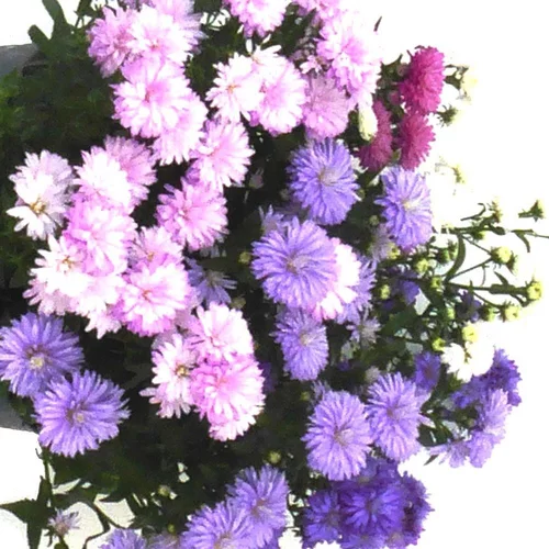 Espace vert malin：Aster Arlequin. Le pot de 3 litres