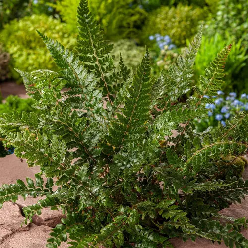 Le jardin au quotidien:Fougère Polystichum polyblepharum - Le pot de 2 litres