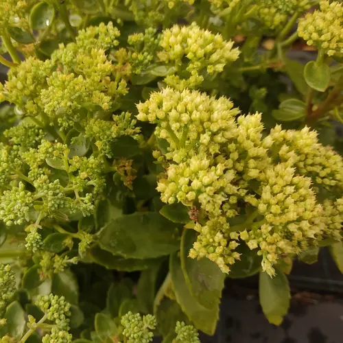 Pour vos moments au jardin:Sédum ‘Lemonjade’ - Le pot de 2 litres