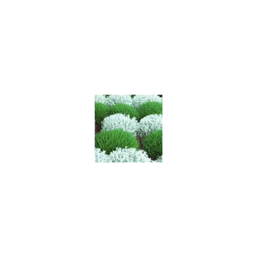 Jardin solution:Santoline verte - Le pot de 2.5 litres