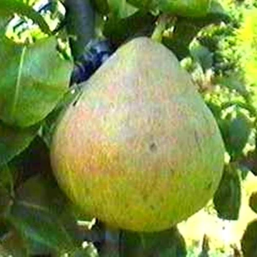Jardin à découvrir:Poirier Blesson. Le pot de 12 litres, forme gobelet