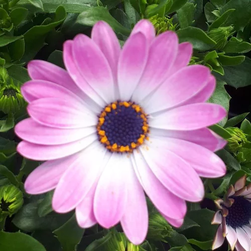 Essentiel jardin：Osteospermum - Le pot de 4,5 litres