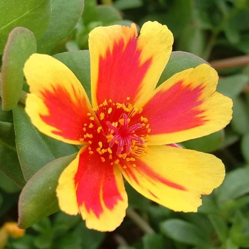 Pour mieux aménager votre jardin：Portulaca Samba - Le pot de 1,4 litres