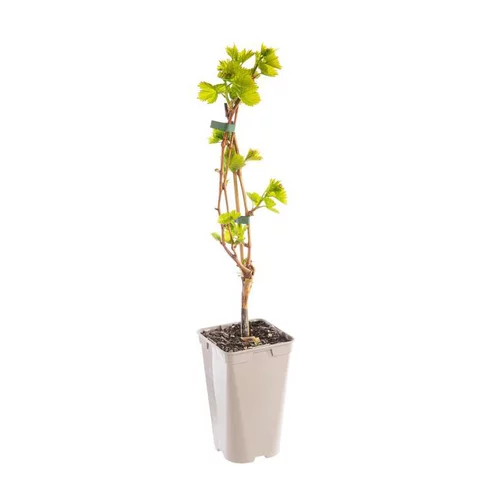 Pour un jardin accueillant：Vigne Chasselas Rose. Le pot de 2 litres