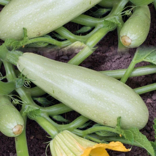 Univers extérieur：Courgette Blanche Bio. Le pot de 10,5 cm