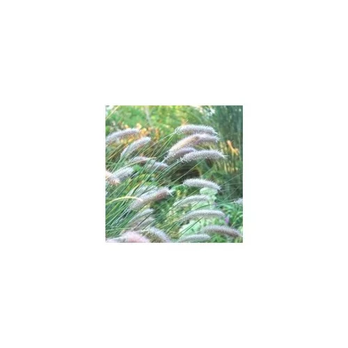 Jardin adapté：Pennisetum Alopecuroides - Le pot de 7 litres