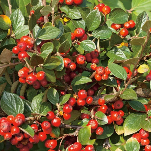 Une idée pour le jardin：Cotonéastre de Franchet (Cotoneaster) vert. Le pot de 3 litres