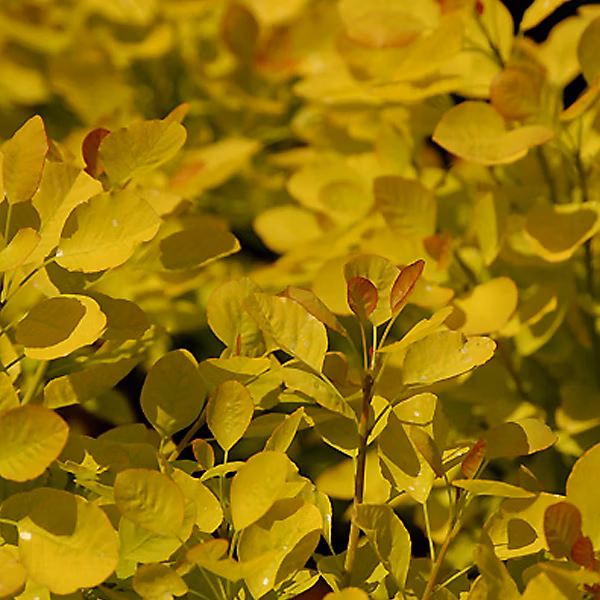 2 x Arbre à perruque 'Golden Spirit' – Cotinus coggygria 'Golden Spirit' | 40 | 60 cm pot