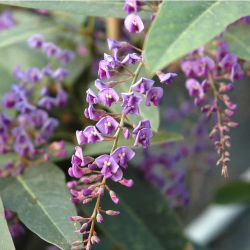 Le pratique au jardin:Hardenbergia - Le pot de 2 litres