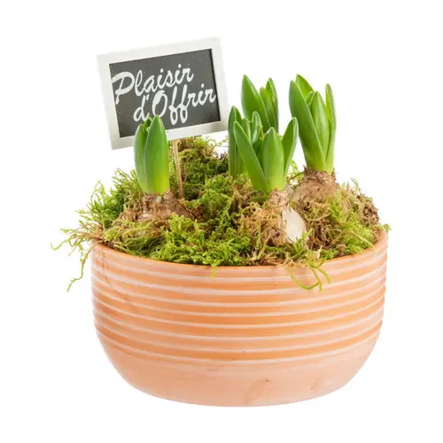 Plaisir dehors:Jacinthe x 5 pot en terre lignes blanches - Ø 17 cm