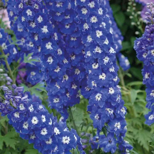 Un indispensable au jardin:Pied D'Alouette Bleu Foncé - Le pot de 9 x 9 cm